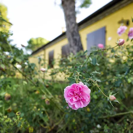 Il Podere Del Germano Reale 科里亚诺